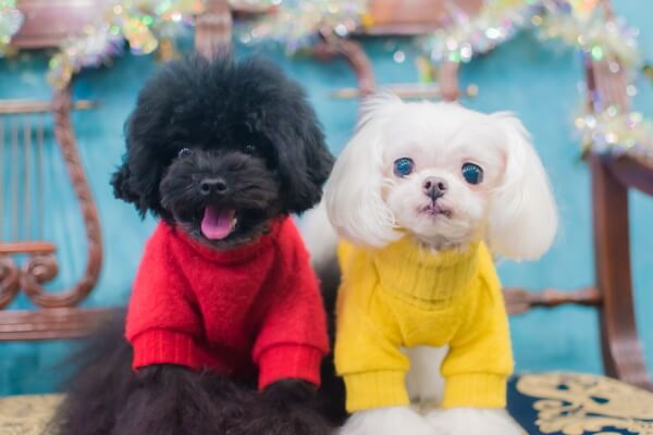 犬の美容室 いちご 中川本店