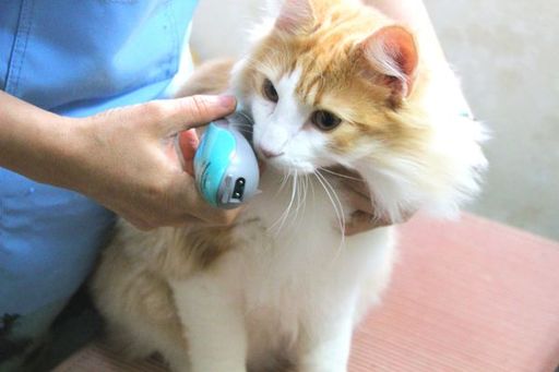 ネコちゃんへのトリミング