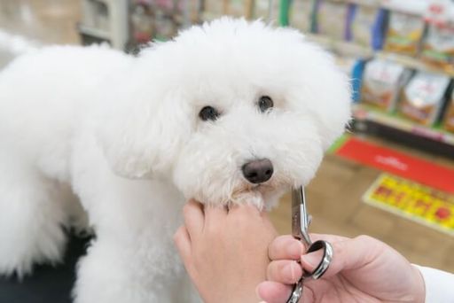 ペットプラストリミングサロン スーパービバホーム寝屋川店