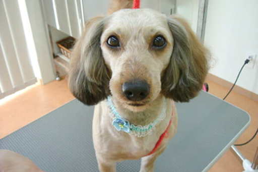 飼い主さまのご要望や愛犬