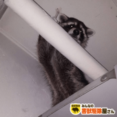 アライグマがお家に侵入し