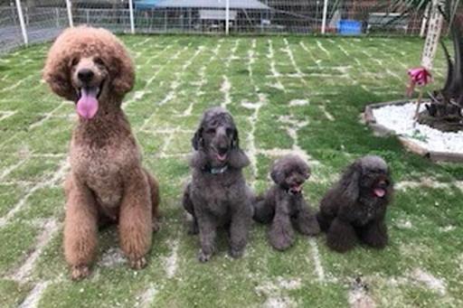 シニアの子や持病を抱えて