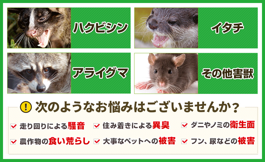 南足柄市 和田河原 岩原 関本地域のアライグマ イタチ ハクビシン 害獣駆除110番