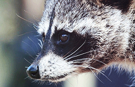 アライグマ駆除