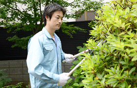 庭木の剪定