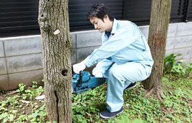 庭木の伐採
