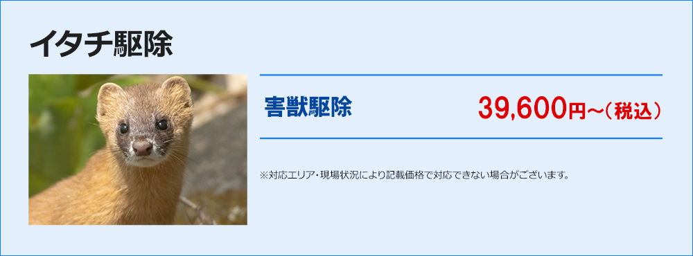 イタチ駆除