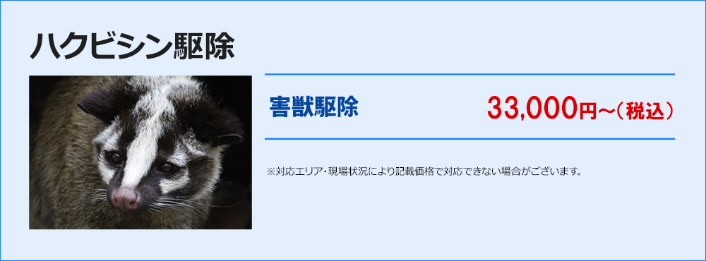 ハクビシン駆除