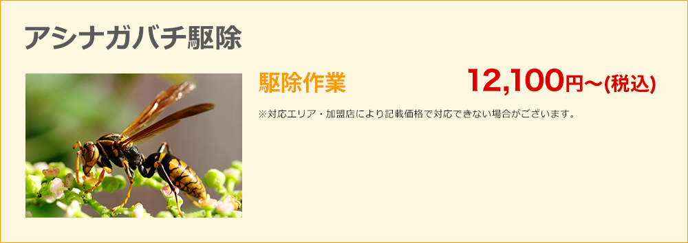 アシナガバチ駆除