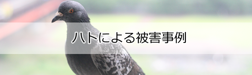 ハト被害と対策 蓮田市で鳩駆除なら低価格で安心のハト駆除専門隊