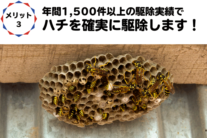 ３.年間1,500件以上の駆除実績でハチを確実に駆除します！