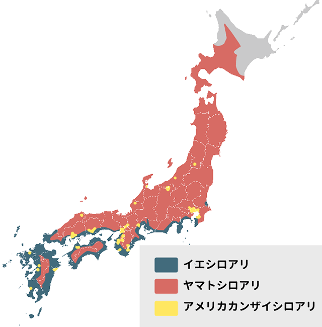 イエシロアリ、ヤマトシロアリ、アメリカカンザイシロアリの日本での分布